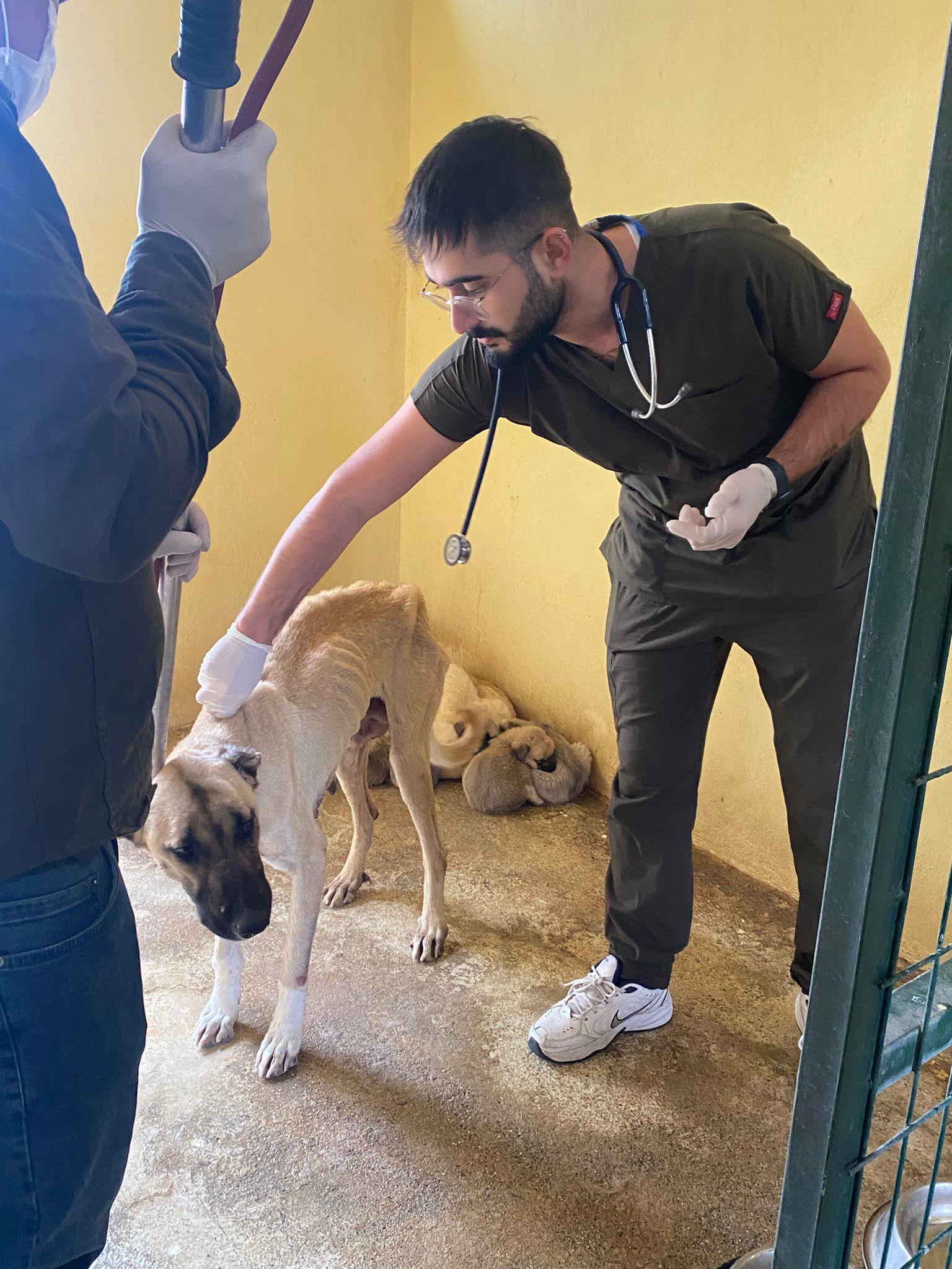 SİİRT HAYVAN BARINAĞINA  SAĞLIK TARAMASI: İÇ-DIŞ PARAZİT UYGULAMASI